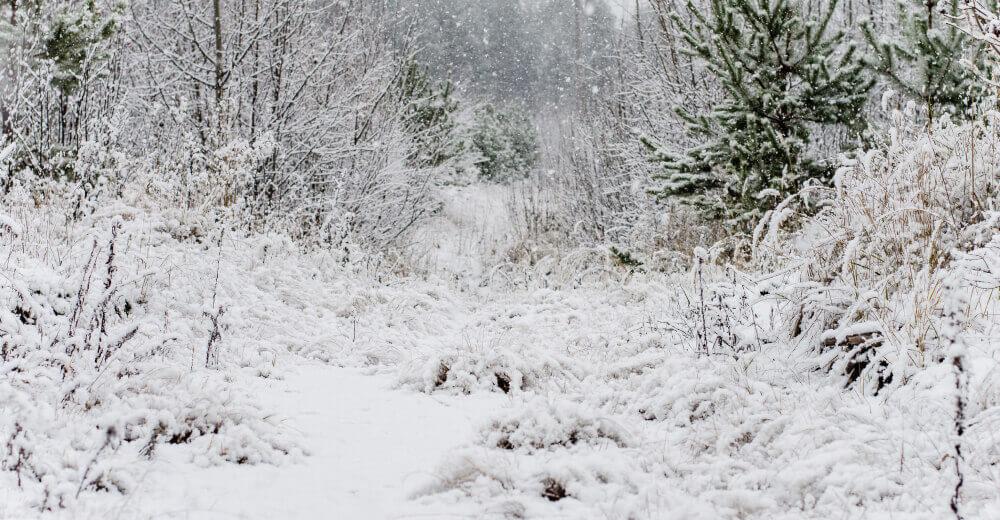 Heavy snow in the forest