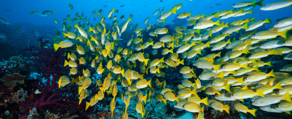 Do Fish Drink Water? The Surprising Truth Every Aquarist Should Know