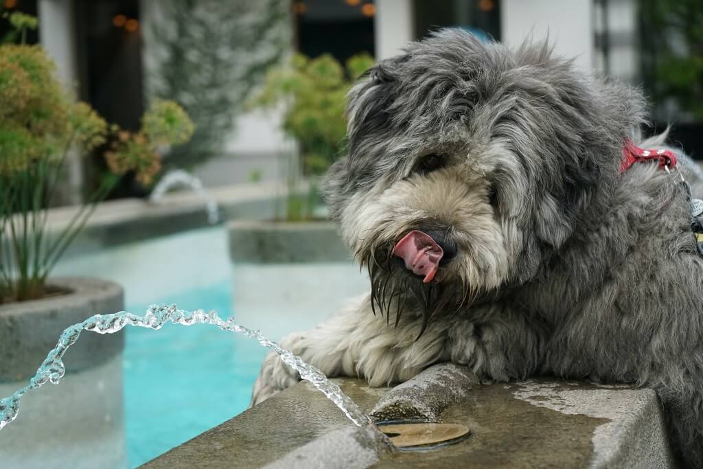 Dog drink water