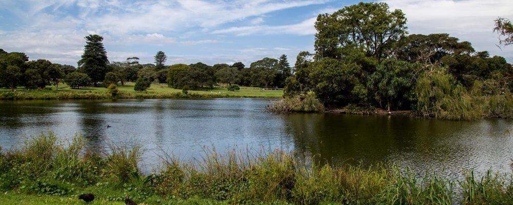 Giant Rats – Another Reason to Get a Reverse Osmosis Water Filtration System