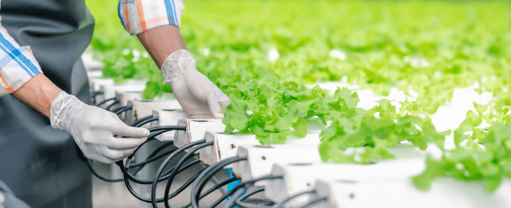 How Using a Water Filtration System Can Improve Your Hydroponics Garden ?