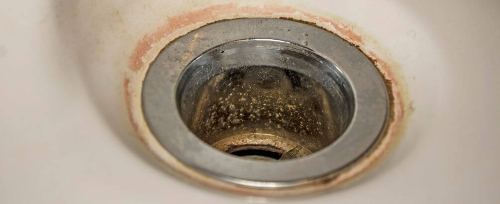 What Is Pink Mold in Your Home? Tips to Deal with Serratia Marcescens