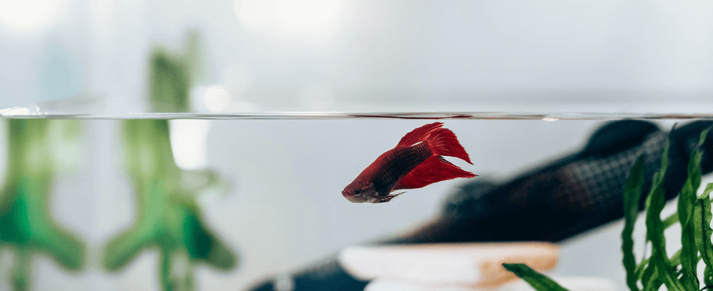 Why Is My Fish Tank Cloudy?